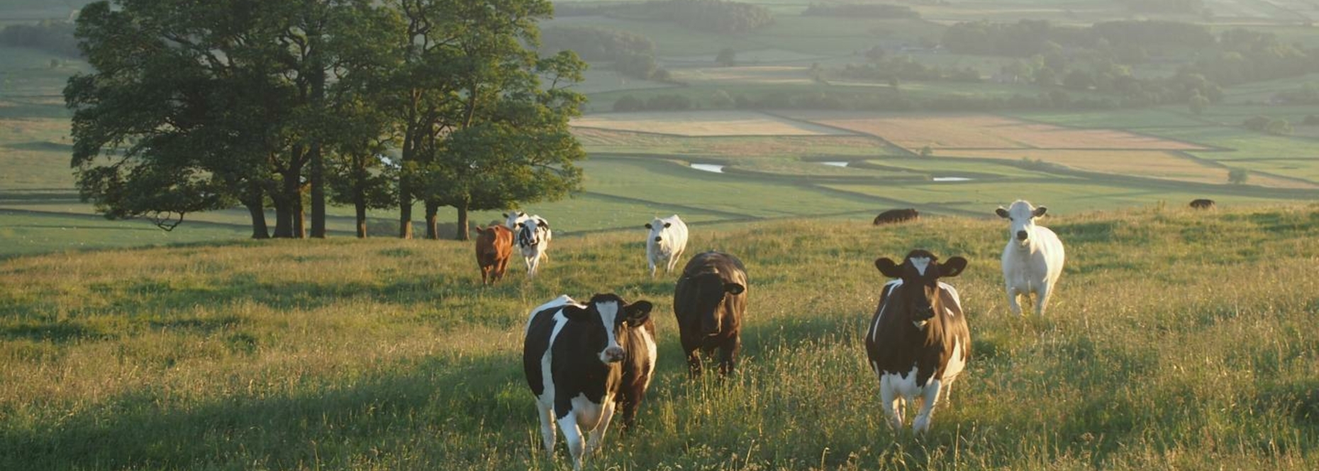 Dairy One Cooperative Case Study Ankom.com