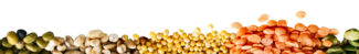 Food and Grain - Bottom